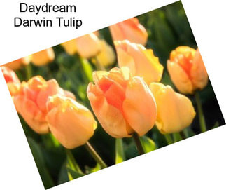 Daydream Darwin Tulip