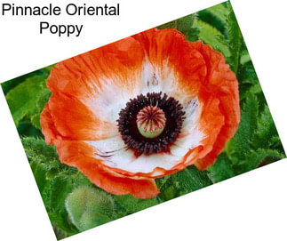 Pinnacle Oriental Poppy