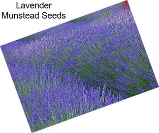 Lavender Munstead Seeds