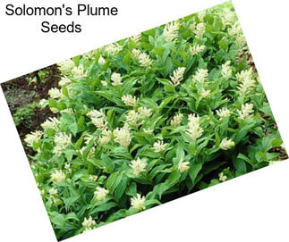 Solomon\'s Plume Seeds