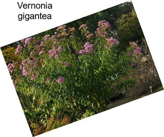 Vernonia gigantea