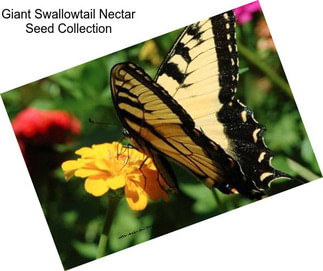 Giant Swallowtail Nectar Seed Collection