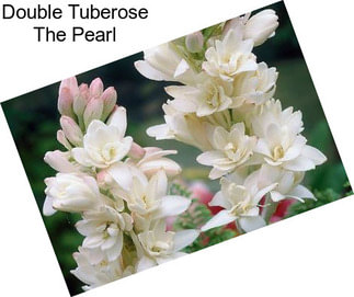 Double Tuberose The Pearl