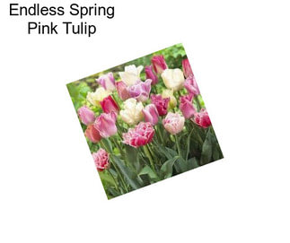 Endless Spring Pink Tulip