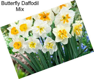 Butterfly Daffodil Mix