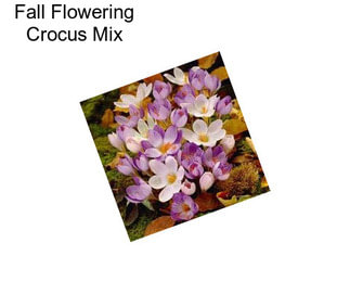 Fall Flowering Crocus Mix