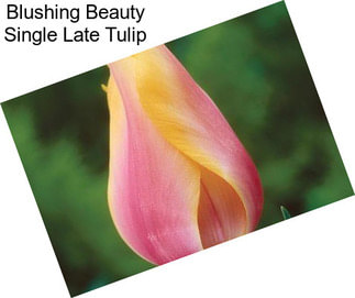 Blushing Beauty Single Late Tulip