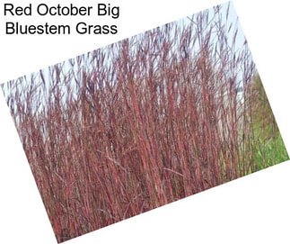 Red October Big Bluestem Grass