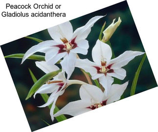 Peacock Orchid or Gladiolus acidanthera