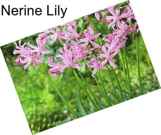 Nerine Lily