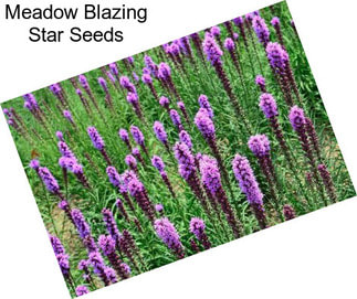 Meadow Blazing Star Seeds