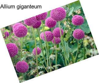 Allium giganteum