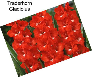 Traderhorn Gladiolus