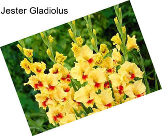 Jester Gladiolus