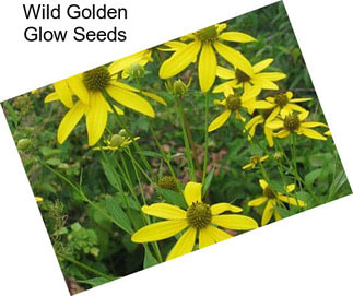 Wild Golden Glow Seeds