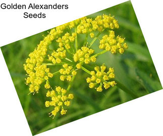 Golden Alexanders Seeds