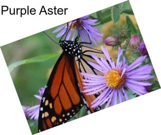 Purple Aster