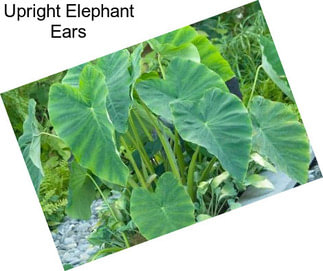 Upright Elephant Ears