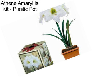 Athene Amaryllis Kit - Plastic Pot