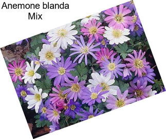 Anemone blanda Mix