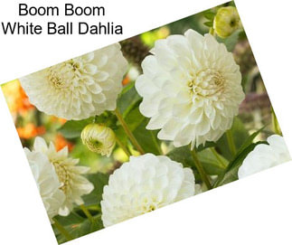 Boom Boom White Ball Dahlia