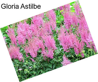 Gloria Astilbe