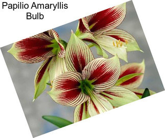 Papilio Amaryllis Bulb