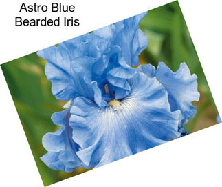 Astro Blue Bearded Iris