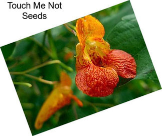 Touch Me Not Seeds