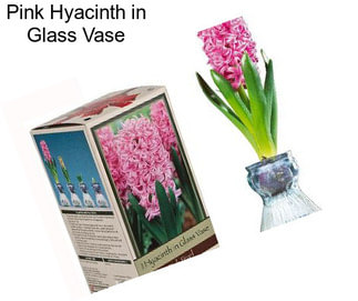 Pink Hyacinth in Glass Vase