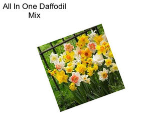 All In One Daffodil Mix