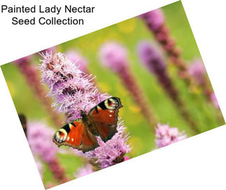 Painted Lady Nectar Seed Collection