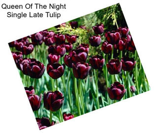 Queen Of The Night Single Late Tulip