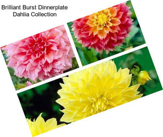 Brilliant Burst Dinnerplate Dahlia Collection