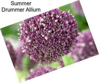 Summer Drummer Allium