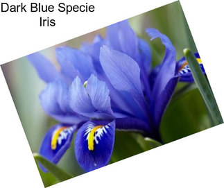 Dark Blue Specie Iris