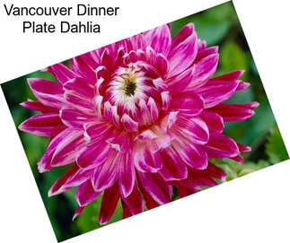 Vancouver Dinner Plate Dahlia