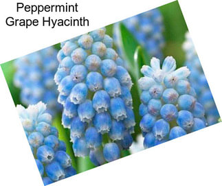 Peppermint Grape Hyacinth