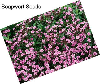 Soapwort Seeds