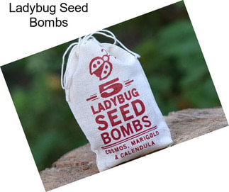 Ladybug Seed Bombs
