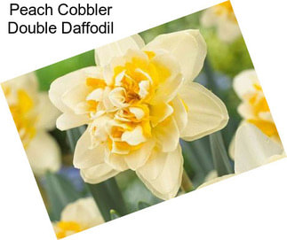 Peach Cobbler Double Daffodil