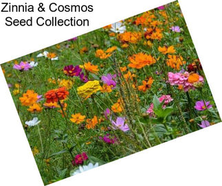 Zinnia & Cosmos Seed Collection