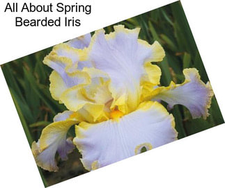 All About Spring Bearded Iris