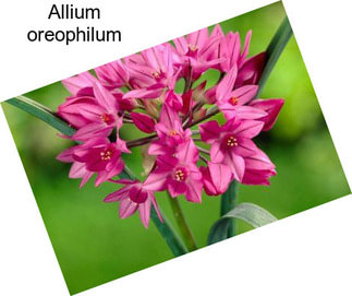 Allium oreophilum