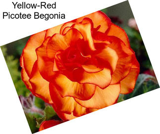 Yellow-Red Picotee Begonia