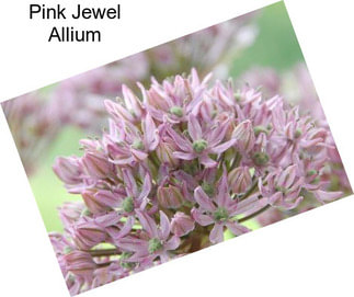 Pink Jewel Allium