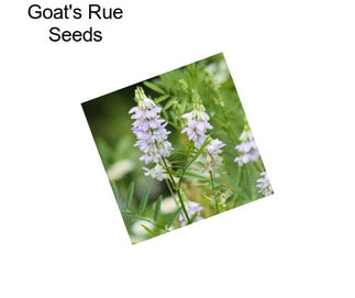 Goat\'s Rue Seeds