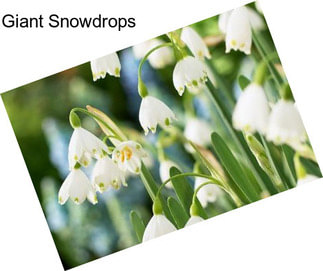 Giant Snowdrops