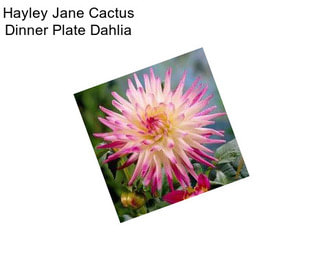 Hayley Jane Cactus Dinner Plate Dahlia