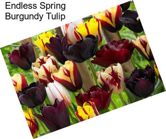 Endless Spring Burgundy Tulip